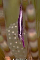 Urchin shrimp from Ambon, Indonesia by Oksana Maksymova 